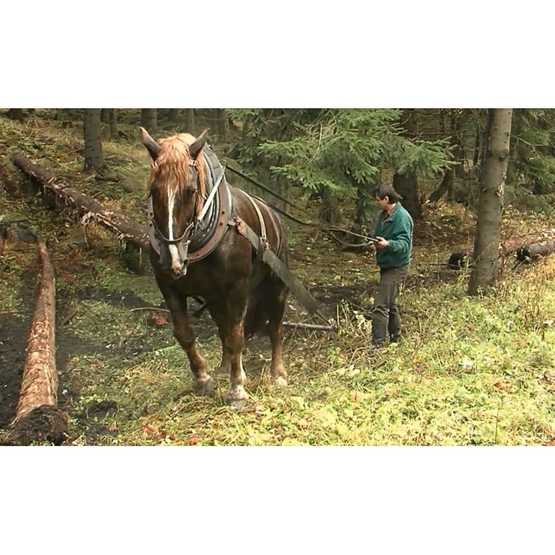 ČR - zvířata - příroda - kůň - les - dřevo - těžba dřeva