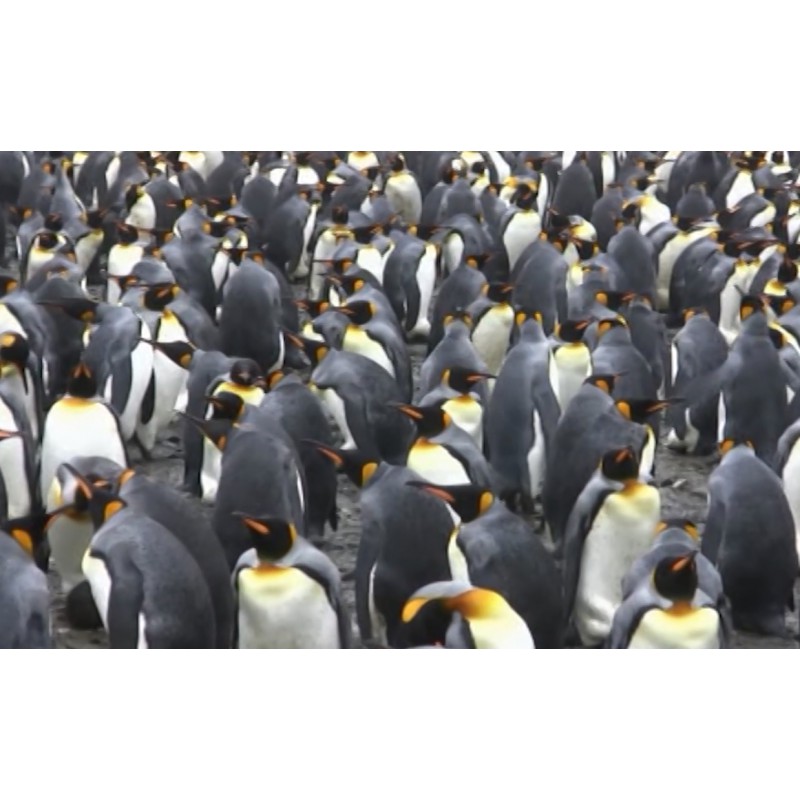 Antarctica - penguin - seal - ocean