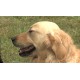 ČR - zvířata - psi - asistenční - slepci - nevidomí