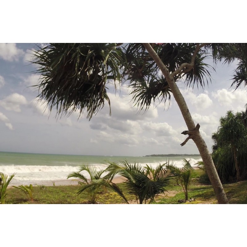 Srí Lanka - Indický oceán - pláž - písek - palma - vlny - pes