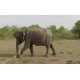 animals - Sri Lanka - Udawalawe safari - elephants - buffalo - jeep