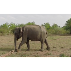 animals - Sri Lanka - Udawalawe safari - elephants - buffalo - jeep