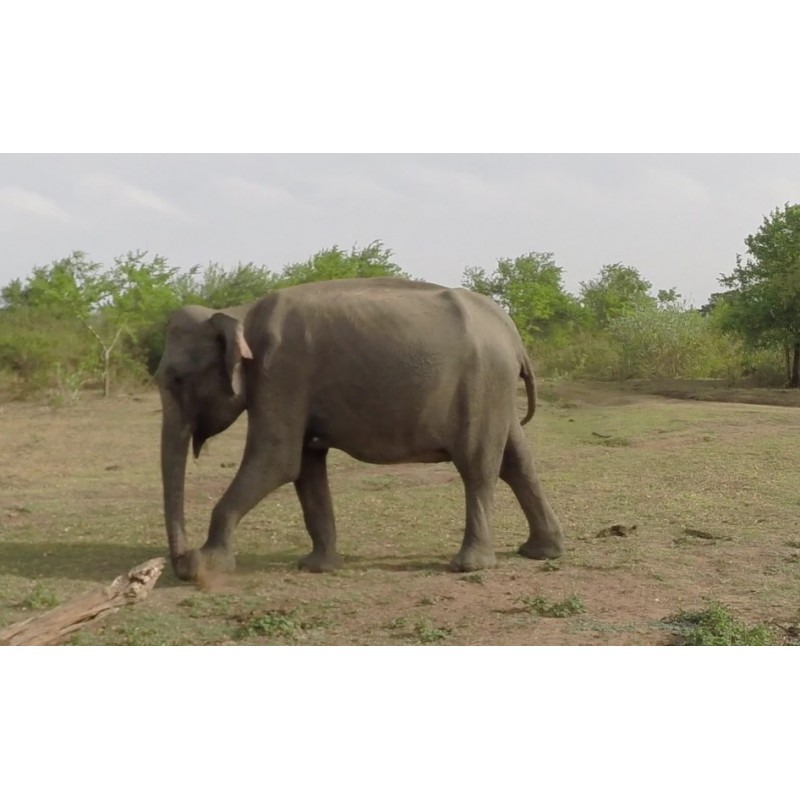 Zvířata - Srí Lanka - Udawalawe safari - sloni - buvoli - jeep