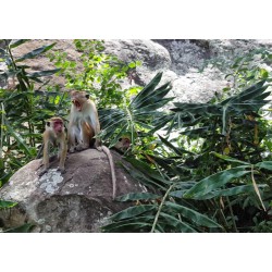animals - Sri Lanka - monkey - nature