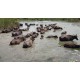 animals - Sri Lanka - water buffalo - lagoon