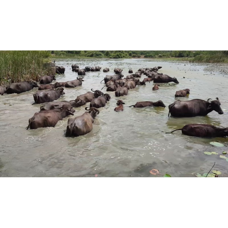 Zvířata - Srí Lanka - vodní buvol - laguna