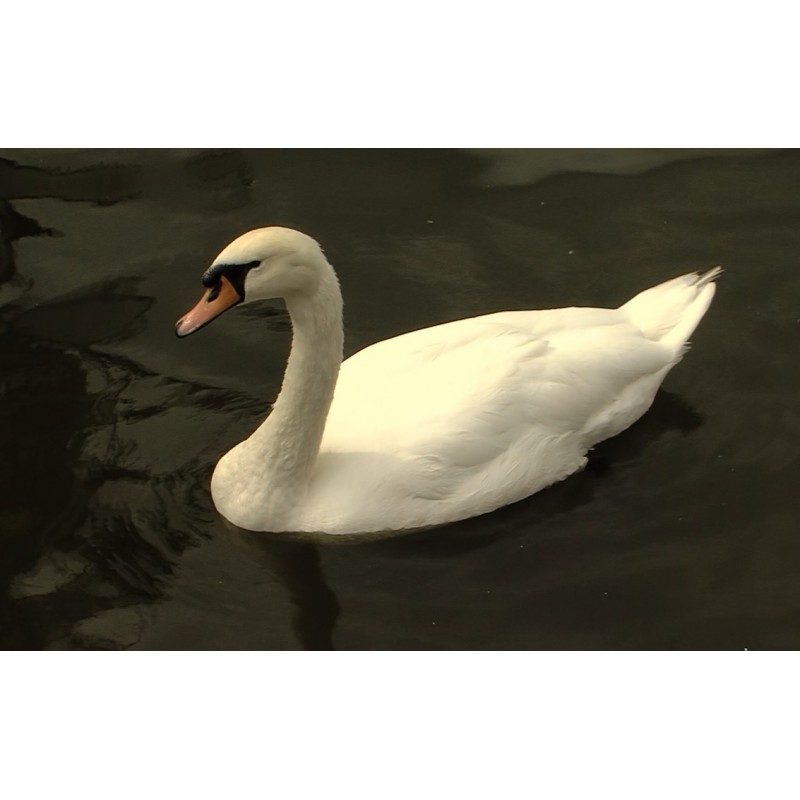  CR - animals - swan - river