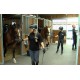 CR - animals - Prague - horses - city police - training - riding