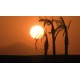 Afrika - západ - slunce - palma - časosběr - 100x zrychleno