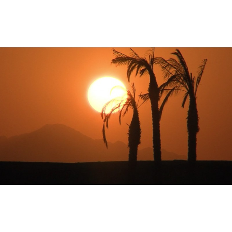 Afrika - západ - slunce - palma - časosběr - 100x zrychleno