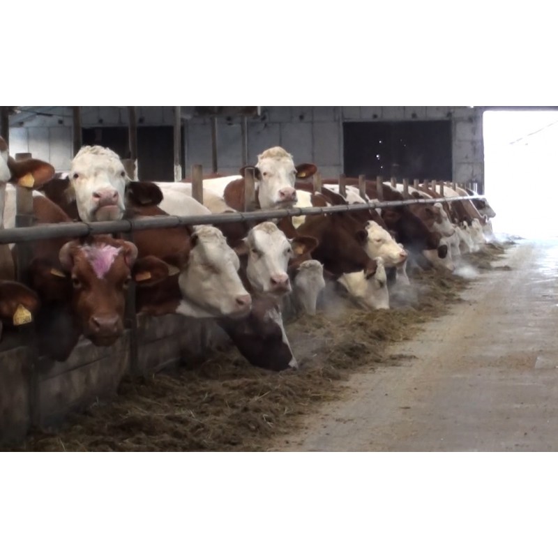  ČR - zemědělství - zvířata - budovy - krávy - kravín
