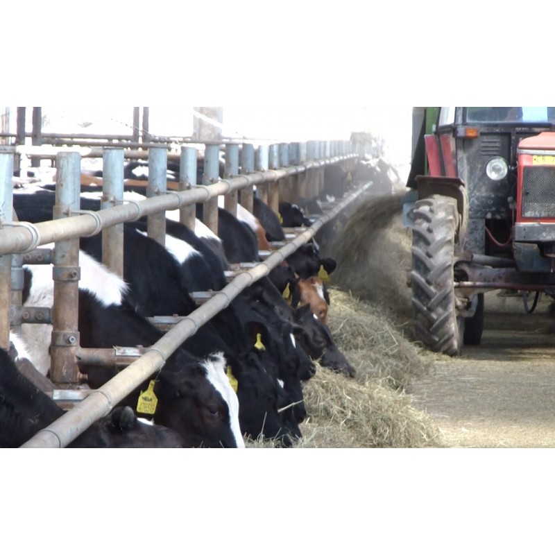 ČR - zemědělství - zvířata - krmení - kráva - seno - sláma - podestýlka 2
