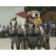 CR - animals - horses - carriage - ride