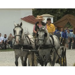 CR - animals - horses - carriage - ride