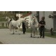 CR - animals - horses - pony - walk - canter - Kladruby