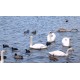 CR - animals - nature - swan - bird - gull - river