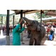Sri Lanka - animals - travelling - Pinnawala Elephant Orphanage - feeding