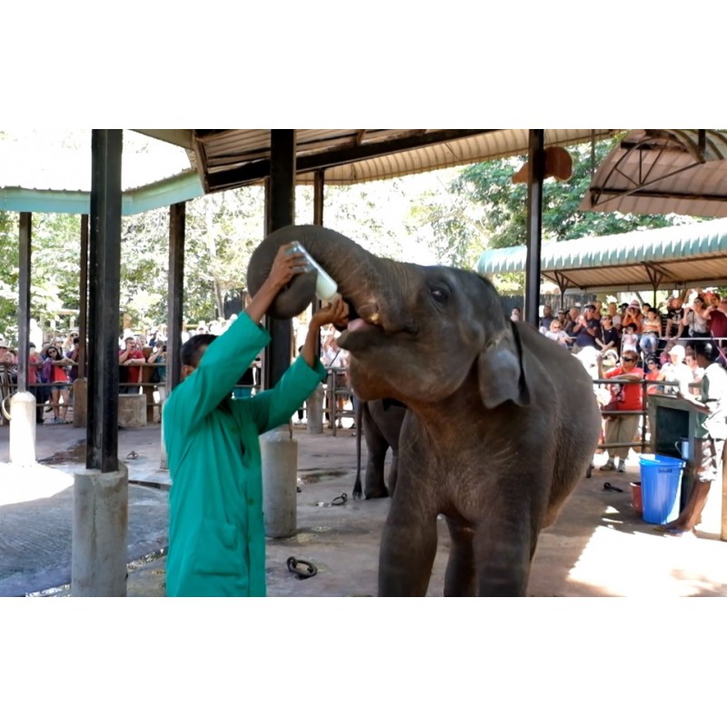 Srí Lanka - zvířata - cestování - Pinnawala - slon - sirotčinec - krmení