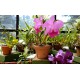 Sri Lanka - nature - travelling - botanical garden - flowers - orchid