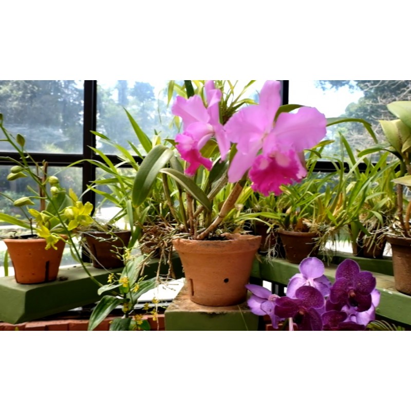 Srí Lanka - příroda - cestování - botanická zahrada - květiny - orchideje