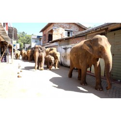 Sri Lanka - animals - nature - travelling - Pinnawala - elephant - bathing - walkingt - tourist