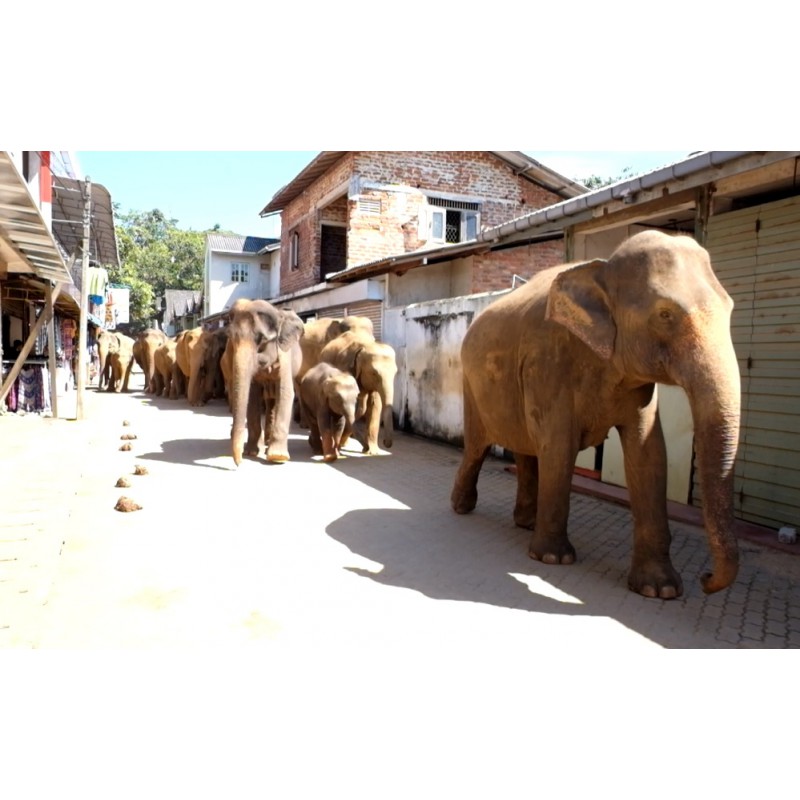 Srí Lanka - zvířata - příroda - cestování - Pinnawala - slon - koupání - procházka - turista