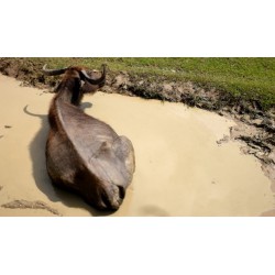 Srí Lanka - zvířata - příroda - buvol - slon - prase