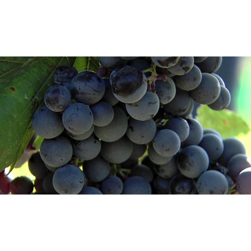CR - nature - vineyard - grapevine - wine