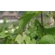 CR - nature - vineyard - grapevine - wine - 2