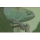 CR - animals - chameleon - aquarium