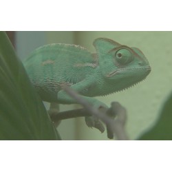 ČR - zvířata - chameleon - akvarium