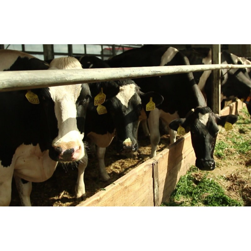  ČR - zvířata - zemědělství - kráva - chlévy - pastvina - kravín