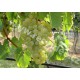 CR - agriculture - nature - Velké Pavlovice - grapevine - wine - vineyard - bunch