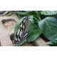  Japonsko - příroda - zvířata - motýl - skleník