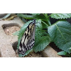 Japan - nature - animals - butterfly - greenhouse