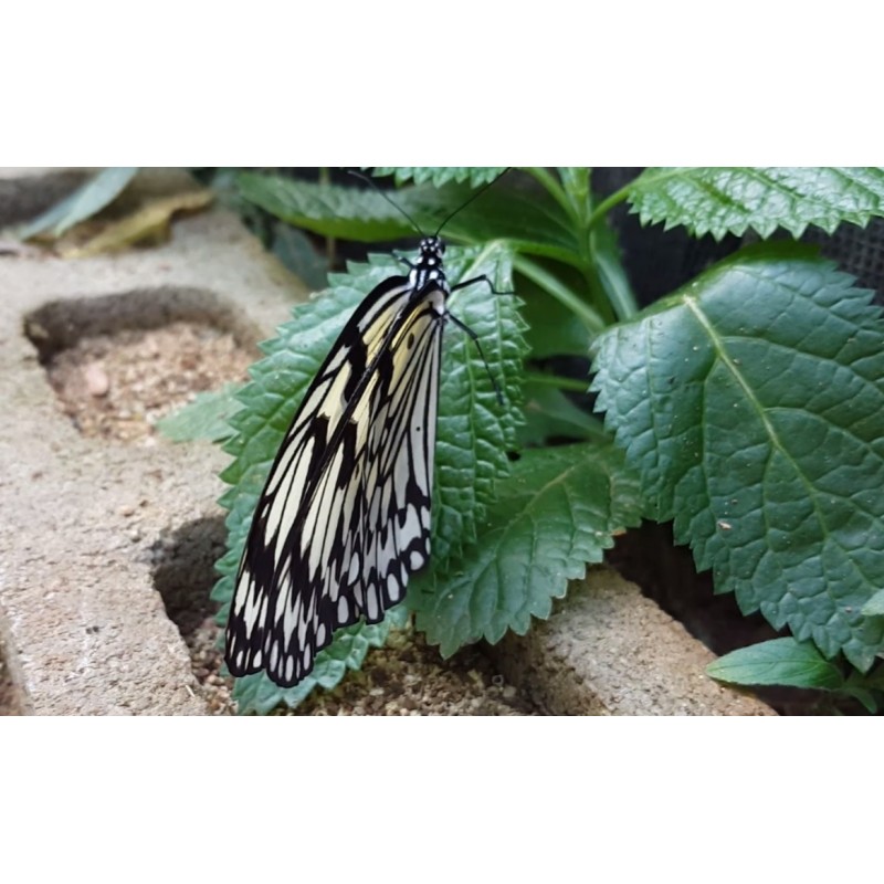Japan - nature - animals - butterfly - greenhouse