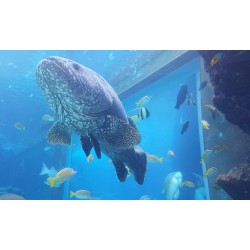 Japonsko - zvířata - žralok - ryby - langusta - mořský svět - akvárium