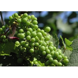 CR - nature - vineyard - grapevine - wine - wine grower - squeezing