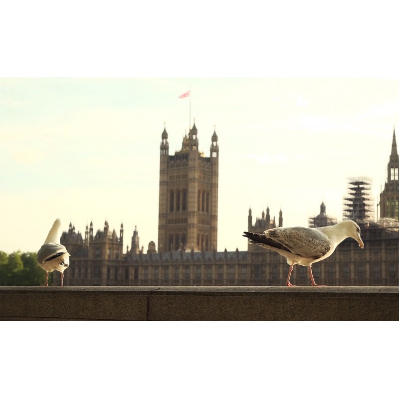 Animals - 4K - seagull - ship - Thames - London
