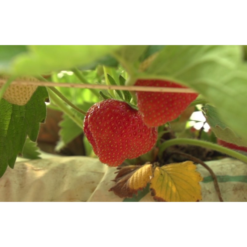 CR - agriculture - greenhouse - strawberry - growing - irrigation - drought - picking