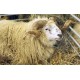 CR - animals - sheep - ram - lamb - goat