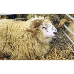 ČR - zvířata - ovce - beran - jehně - koza