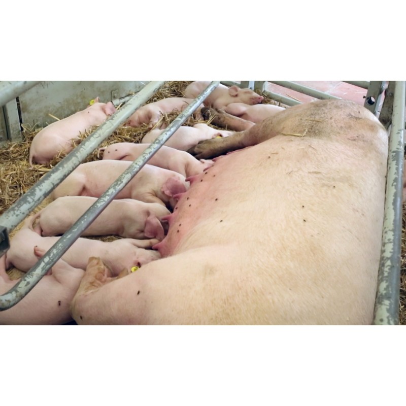 CR - animals - pig - piglet - sow - meat