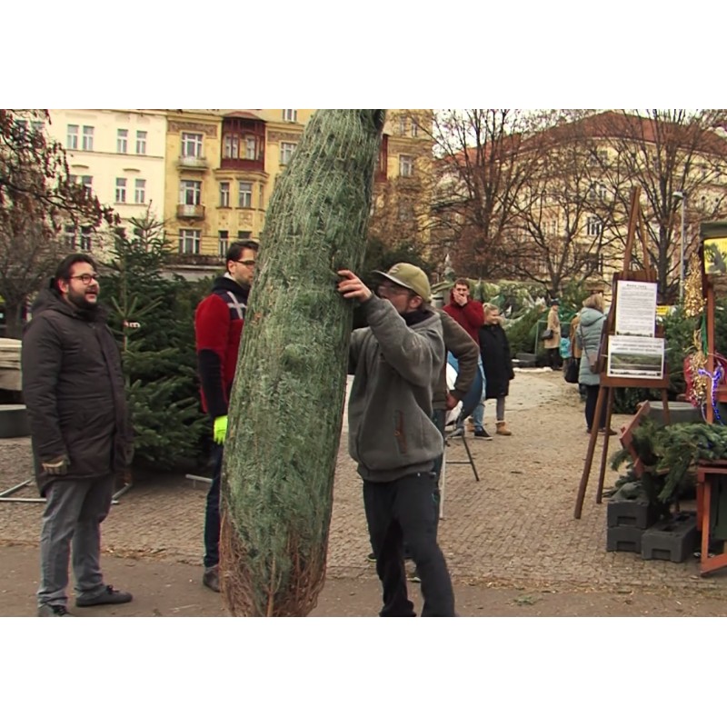 CR - trade - Christmas - tree - market - mistletoe - selling