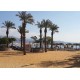 Izrael - Eilat - cestování - turistika - moře - Rudé moře - promenáda - palma