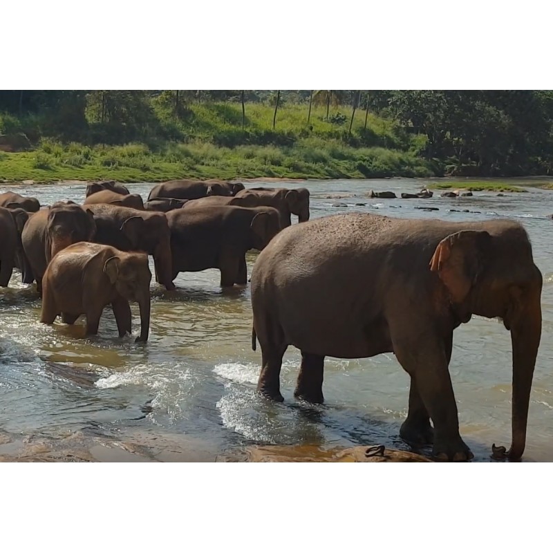 Srí Lanka - zvířata - příroda - Pinnawala - slon - koupání - turisté - řeka - rezervace - 2K