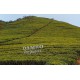 Sri Lanka - nature - tea - tea plant - plantation - growing - fermentation - production - cup - 2K