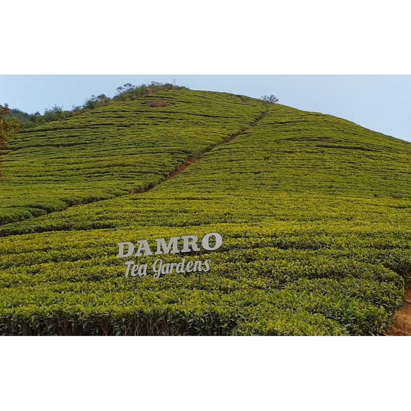 Srí Lanka - příroda - čaj - čajovník - plantáž - pěstování - výroba - fermentace - šálek - 2K