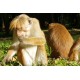  Zvířata - opice - Srí Lanka - příroda - 2K