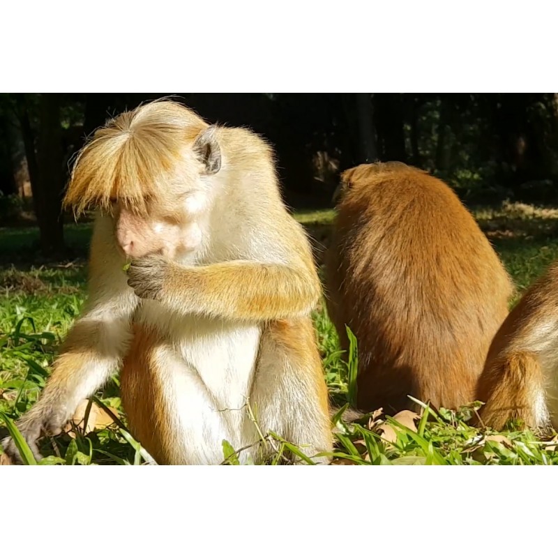  Zvířata - opice - Srí Lanka - příroda - 2K